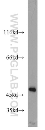 IDH1 Antibody in Western Blot (WB)