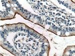 GPR39 Antibody in Immunohistochemistry (Paraffin) (IHC (P))