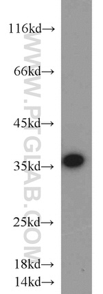CAMLG Antibody in Western Blot (WB)