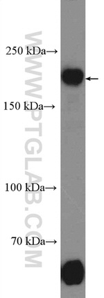 TOPBP1 Antibody in Western Blot (WB)