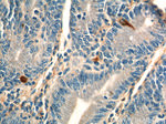 Chromogranin A Antibody in Immunohistochemistry (Paraffin) (IHC (P))