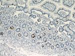 Chromogranin A Antibody in Immunohistochemistry (Paraffin) (IHC (P))