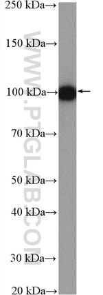 AMOTL2 Antibody in Western Blot (WB)