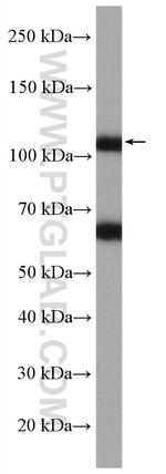 AMOTL2 Antibody in Western Blot (WB)