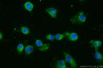KIAA0922 Antibody in Immunocytochemistry (ICC/IF)