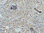 FCHSD1 Antibody in Immunohistochemistry (Paraffin) (IHC (P))