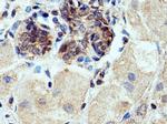 FCHSD1 Antibody in Immunohistochemistry (Paraffin) (IHC (P))
