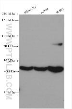 FCHSD1 Antibody in Western Blot (WB)