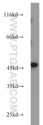 FCHSD1 Antibody in Western Blot (WB)