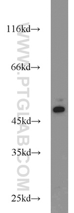 FCHSD1 Antibody in Western Blot (WB)