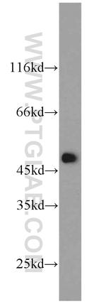 FCHSD1 Antibody in Western Blot (WB)