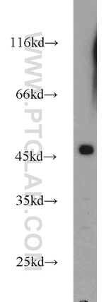 FCHSD1 Antibody in Western Blot (WB)