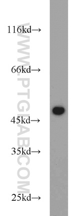 FCHSD1 Antibody in Western Blot (WB)