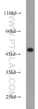 FCHSD1 Antibody in Western Blot (WB)