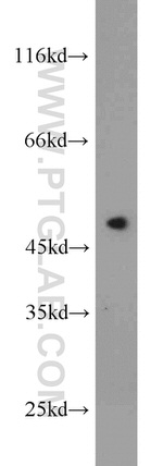 FCHSD1 Antibody in Western Blot (WB)
