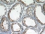UBQLN3 Antibody in Immunohistochemistry (Paraffin) (IHC (P))