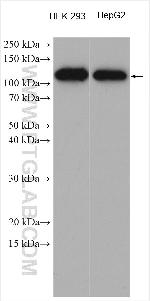 ZCCHC8 Antibody in Western Blot (WB)