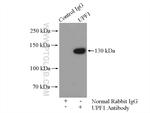 UPF1 Antibody in Immunoprecipitation (IP)