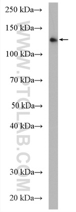 UPF1 Antibody in Western Blot (WB)