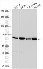 FBXO33 Antibody in Western Blot (WB)