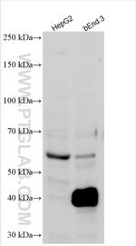 KLF2 Antibody in Western Blot (WB)
