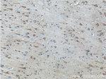 SCD Antibody in Immunohistochemistry (Paraffin) (IHC (P))