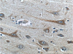 SCD Antibody in Immunohistochemistry (Paraffin) (IHC (P))