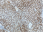 SCD Antibody in Immunohistochemistry (Paraffin) (IHC (P))