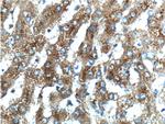 SCD Antibody in Immunohistochemistry (Paraffin) (IHC (P))