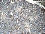 DNAJC21 Antibody in Immunohistochemistry (Paraffin) (IHC (P))