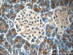 DNAJC21 Antibody in Immunohistochemistry (Paraffin) (IHC (P))