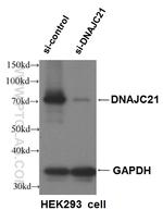 DNAJC21 Antibody in Western Blot (WB)