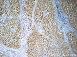 Osteocalcin Antibody in Immunohistochemistry (Paraffin) (IHC (P))
