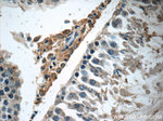 Osteocalcin Antibody in Immunohistochemistry (Paraffin) (IHC (P))
