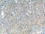 Osteocalcin Antibody in Immunohistochemistry (Paraffin) (IHC (P))