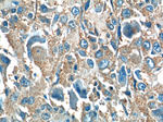 Osteocalcin Antibody in Immunohistochemistry (Paraffin) (IHC (P))