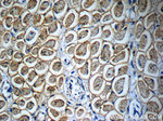 Osteocalcin Antibody in Immunohistochemistry (Paraffin) (IHC (P))