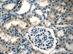 Osteocalcin Antibody in Immunohistochemistry (Paraffin) (IHC (P))