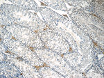 Osteocalcin Antibody in Immunohistochemistry (Paraffin) (IHC (P))