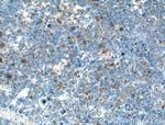 Osteocalcin Antibody in Immunohistochemistry (Paraffin) (IHC (P))