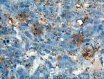 Osteocalcin Antibody in Immunohistochemistry (Paraffin) (IHC (P))