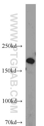 DOCK180 Antibody in Western Blot (WB)