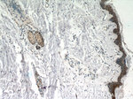 CBX6 Antibody in Immunohistochemistry (Paraffin) (IHC (P))
