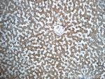 TTC39B Antibody in Immunohistochemistry (Paraffin) (IHC (P))