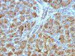 CELA3B/ELA3B (Pancreatic Function Marker) Antibody in Immunohistochemistry (Paraffin) (IHC (P))