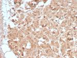 CELA3B/ELA3B (Pancreatic Function Marker) Recombinant Rabbit Monoclonal Antibody (CELA3B/2809R)
