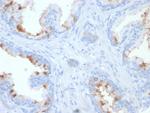 FOLH1/PSMA (Prostate Epithelial Marker) Monoclonal Antibody (FOLH1/2354)