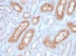 FOLH1/PSMA Monoclonal Antibody (FOLH1, 2363)