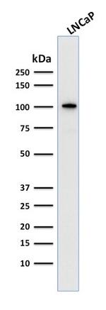 FOLH1/PSMA Antibody in Western Blot (WB)
