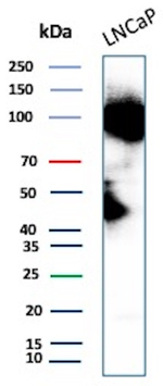 FOLH1/PSMA (Prostate Epithelial Marker) Antibody in Western Blot (WB)